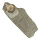 Ammonite promicroceras planicosta - 23 grammes