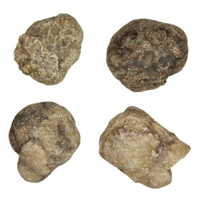 Coprolithe de hyène - 3 à 4 cm - A l'unité