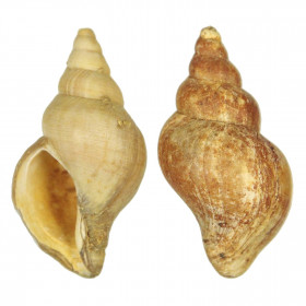 Coquillage neptunea contraria fossile