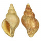 Coquillage neptunea contraria fossile