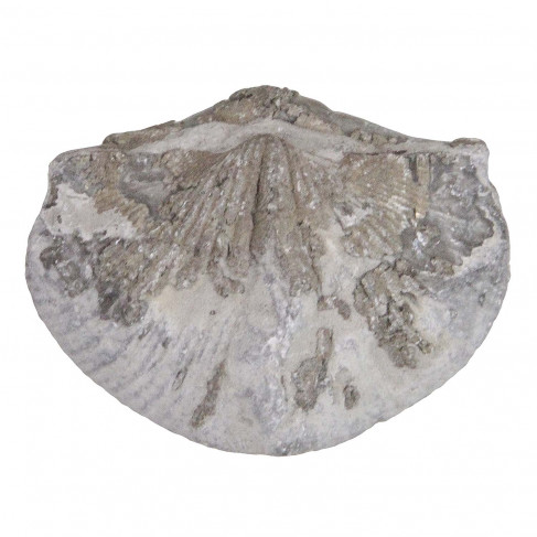 Paraspirifer bownockeri fossile - 4 à 5 cm