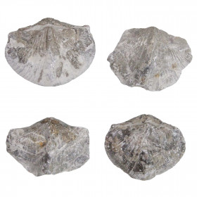 Paraspirifer bownockeri fossile - 4 à 5 cm