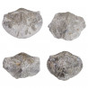 Paraspirifer bownockeri fossile - 4 à 5 cm