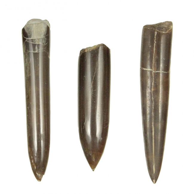Bélemnite cylindroteuthis fossile poli - 8 à 10 cm - A l'unité