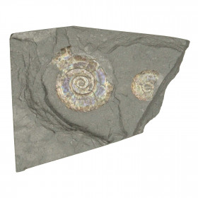 Psiloceras fossile sur gangue - 369 grammes