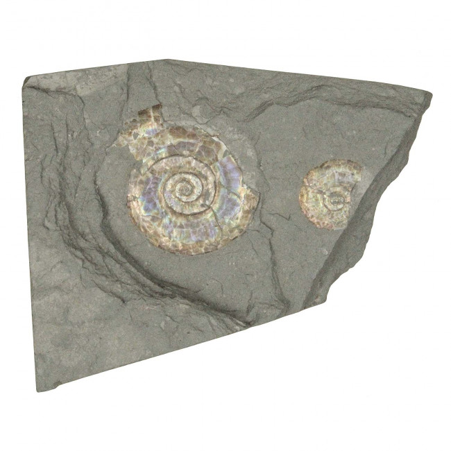 Psiloceras fossile sur gangue - 369 grammes