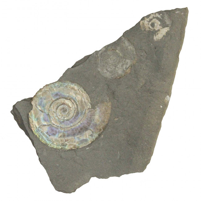 Psiloceras fossile sur gangue - 132 grammes