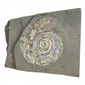 Psiloceras fossile sur gangue - 217 grammes