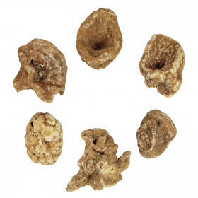 Eponge fossile - 6 à 8 cm