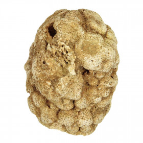 Eponge fossile - 6 à 8 cm