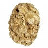 Eponge fossile - 6 à 8 cm