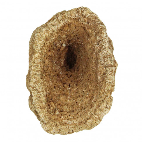 Eponge fossile - 6 à 8 cm