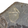 Trilobite olenus truncatus fossile - 177 grammes