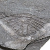 Trilobite ogyginus corndensis fossile - 260 grammes