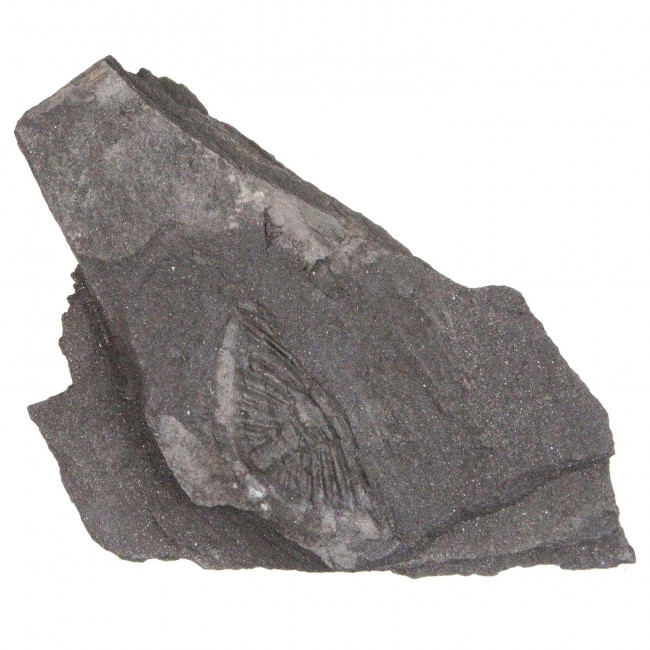 Trilobite ogyginus corndensis fossile - 260 grammes