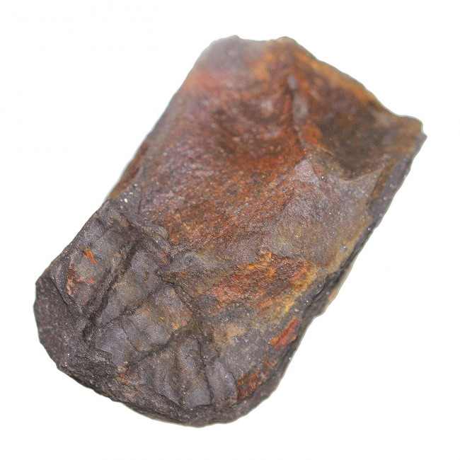 Trilobite ogyginus corndensis fossile - 20 grammes
