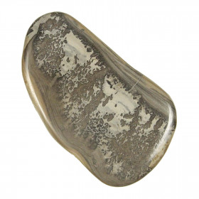 Tranche de stromatolithe polie - 81 grammes