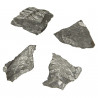Alethopteris fossilisée - 4 à 5 cm - A l'unité