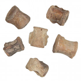 Vertèbre de crocodile fossile - 3 à 5 cm - A l'unité