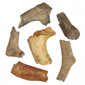 Bois de cervidé fossile - 10 à 15 cm - A l'unité