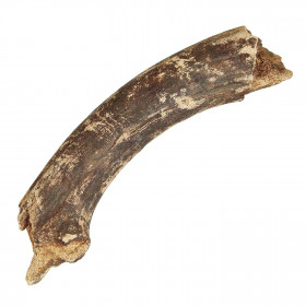 Bois de cervidé fossile - 23 cm