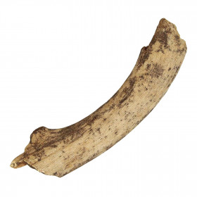 Bois de cervidé fossile - 23 cm