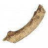 Bois de cervidé fossile - 23 cm