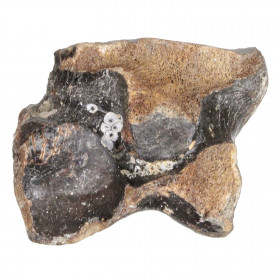 Phalange d'orteil de rhinocéros fossilisée - 280 grammes