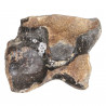 Phalange d'orteil de rhinocéros fossilisée - 280 grammes