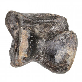 Phalange d'orteil de rhinocéros fossilisée - 280 grammes