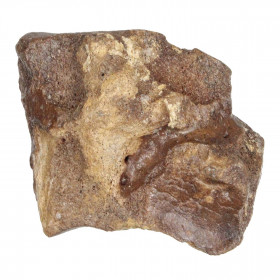 Phalange d'orteil de rhinocéros fossilisée - 235 grammes