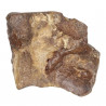 Phalange d'orteil de rhinocéros fossilisée - 235 grammes