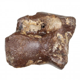 Phalange d'orteil de rhinocéros fossilisée - 235 grammes