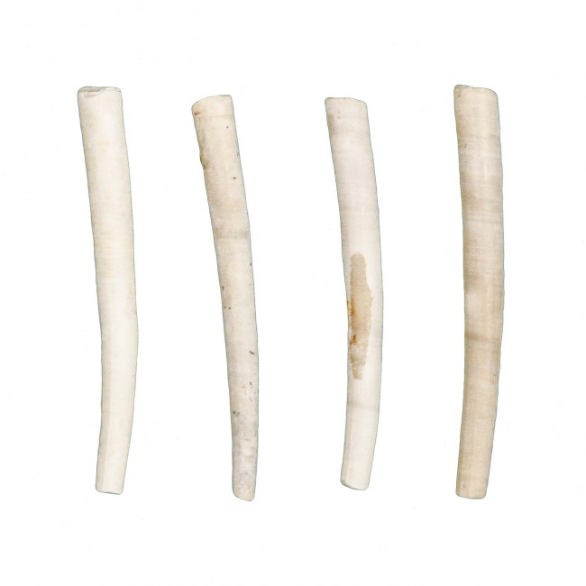 Dentalium bartonense fossile - 3 à 4 cm - A l'unité
