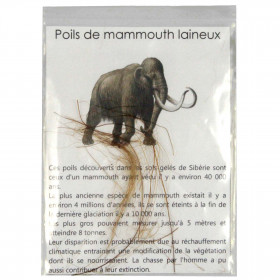 Brins de poils de mammouth laineux