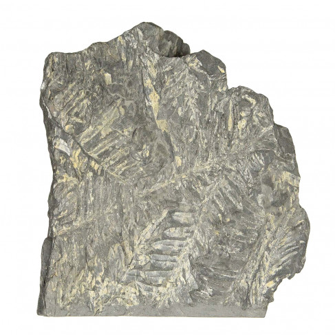 Pecopteris fossilisée - 500 grammes