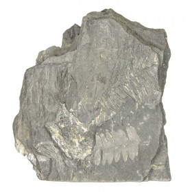 Pecopteris fossilisée - 500 grammes