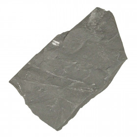 Pecopteris fossilisée - 447 grammes