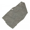 Pecopteris fossilisée - 447 grammes