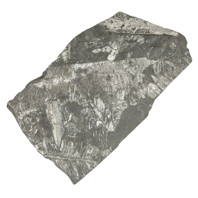 Pecopteris fossilisée - 447 grammes