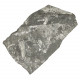 Pecopteris fossilisée - 447 grammes