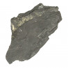 Pecopteris fossilisée - 524 grammes