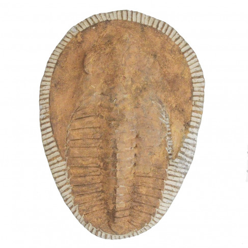 Trilobite cambropallas telesto fossile - 2.08 kg