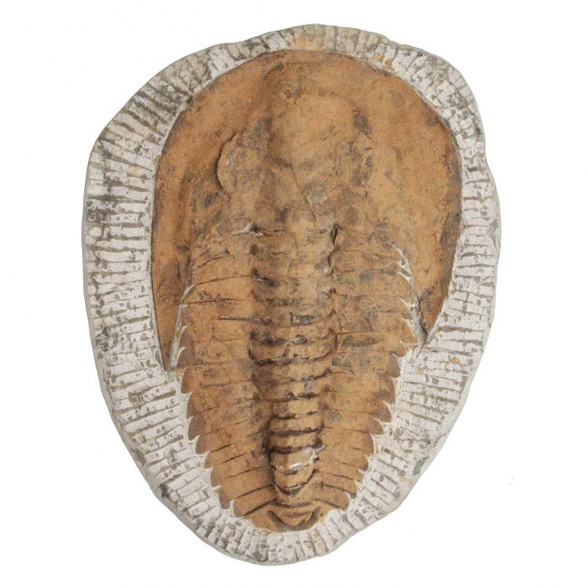 Trilobite cambropallas telesto fossile - 1.97 kg
