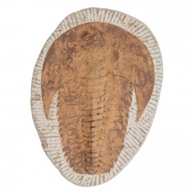 Trilobite cambropallas telesto fossile - 1.62 kg