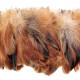 Plumes queue de coq beige - Enfilées 20 cm