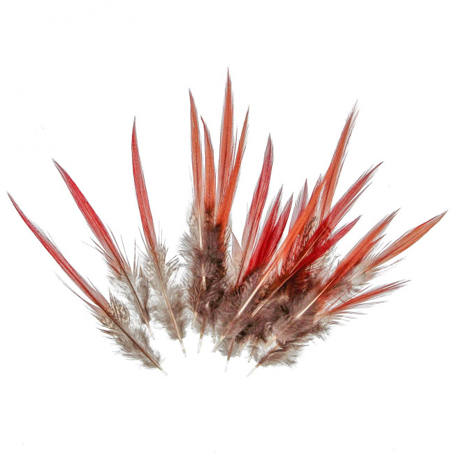 Plumes de faisant doré sanglant - 10 à 15 cm - Lot de 10