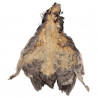 Peau de faisan Lady Amherst