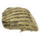 Molaire fossile de mammouth laineux primegenius - 16 cm