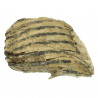 Molaire fossile de mammouth laineux primegenius - 16 cm